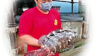 土霉素为什么是禁药 土霉素为什么是禁药