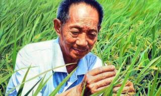 袁隆平的主要事迹概括