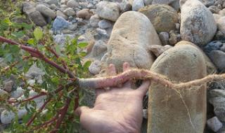 苋菜的图片功效与作用