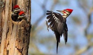 啄木鸟童话故事三年级 啄木鸟童话故事三年级