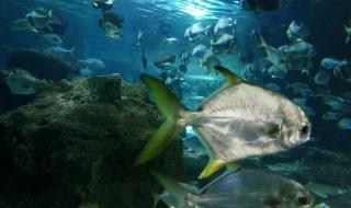 秦皇岛新澳海底世界 秦皇岛新澳海底世界