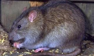 被老鼠咬伤反咬老鼠