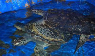 秦皇岛新澳海底世界 秦皇岛新澳海底世界