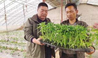 迈开腿尝尝你的草莓是什么 迈开腿尝尝你的草莓是什么