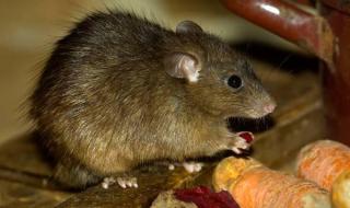 被老鼠咬伤反咬老鼠