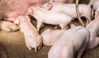 一开始也是害怕的 女孩谈大学毕业养猪