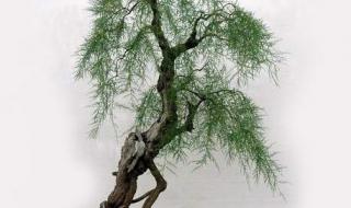 碧玉妆成一树高的作者 碧玉妆成一树高的作者