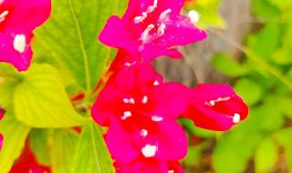 他唱着他乡遇故知是什么歌 他唱着他乡遇故知是什么歌