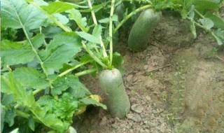 拔萝卜是什么意思啊 拔萝卜是什么意思啊