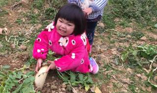 拔萝卜是什么意思啊 拔萝卜是什么意思啊