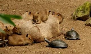 贴贴抱抱亲亲摸摸揉揉